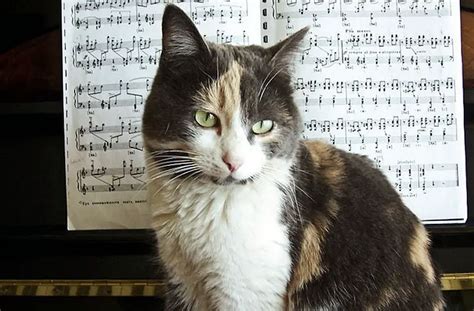 do cats like jazz music but do you prefer classical over pop?